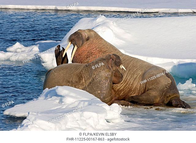 Atlantic Walrus Odobenus rosmarus rosmarus adult pair, resting on ice, off Kong Karls Land, Svalbard, July