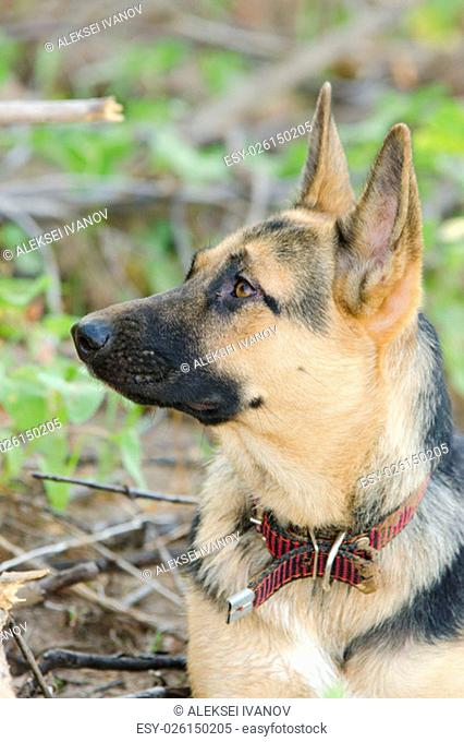 Portrait of an adult dog mestizo yard and a German Shepherd