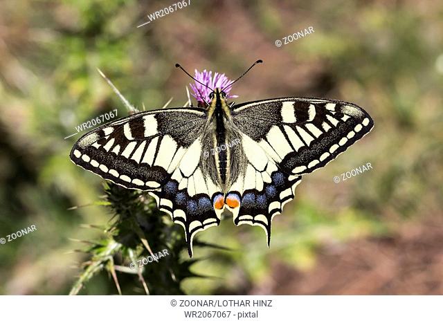 Papilio machaon, European Swallowtail from Italy