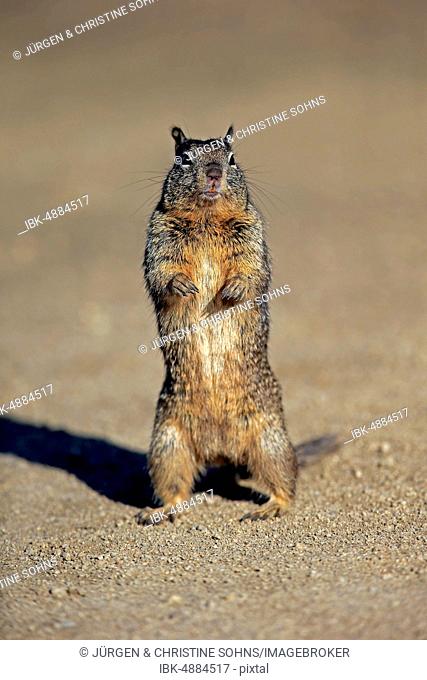 California ground squirrel (Citellus beecheyi), adult, standing upright, California, USA