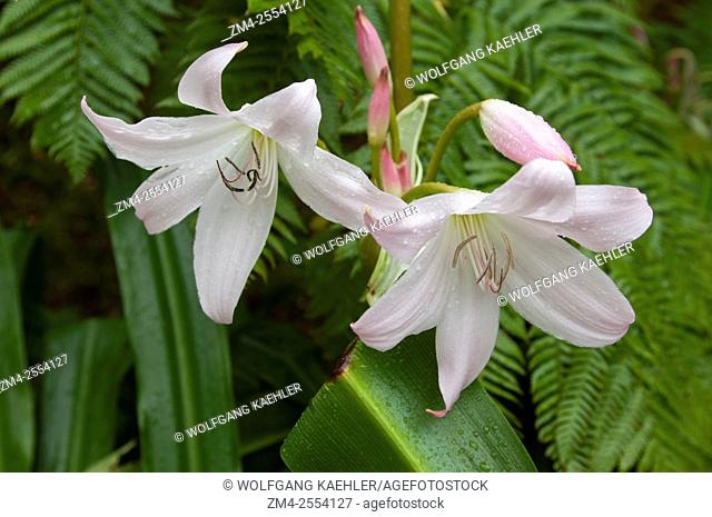 A white Amaryllis flower in the Terra Nostra Botanical Gardens in Furnas on Sao Miguel Island in the Azores, Portugal