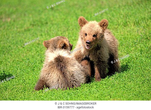 Brown Bear (Ursus arctos), two cubs playing, captive, Cleebronn, Baden-Württemberg, Germany