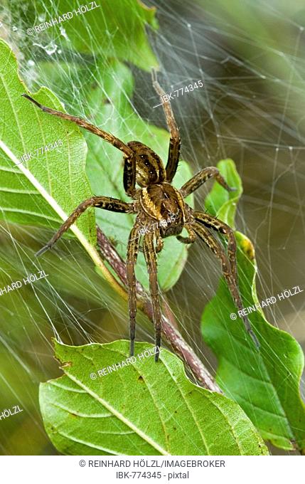 Raft Spider (Dolomedes fimbriatus), Lake Riedenersee, Lechtal, Tyrol, Austria, Europe