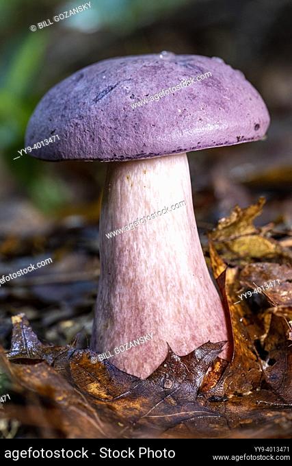 Species of bolete mushroom - DuPont State Recreational Forest - Cedar Mountain, near Brevard, North Carolina, USA