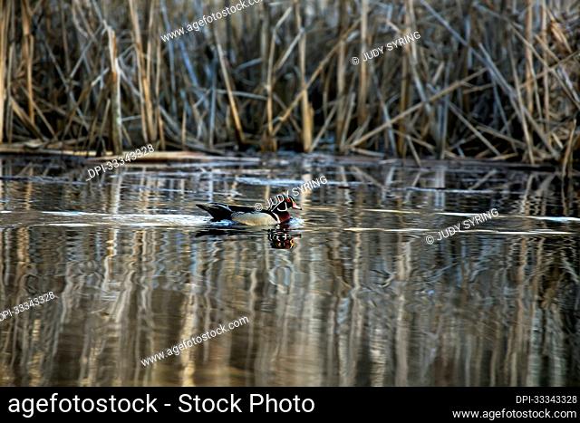 A lone, drake, wood duck (Aix sponsa) swimming next to the reed lined shore of Elk River; Minnesota, Sherburne County, United States of America