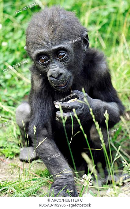 Young Western Lowland Gorilla, Gorilla gorilla gorilla
