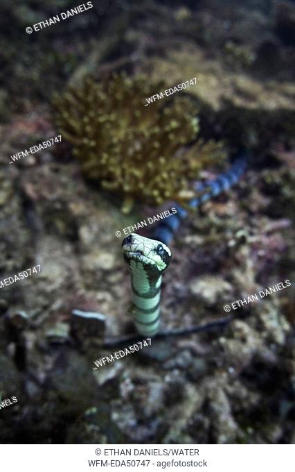Banded Sea Krait, Laticauda colubrina, Misool, Raja Ampat, West Papua, Indonesia