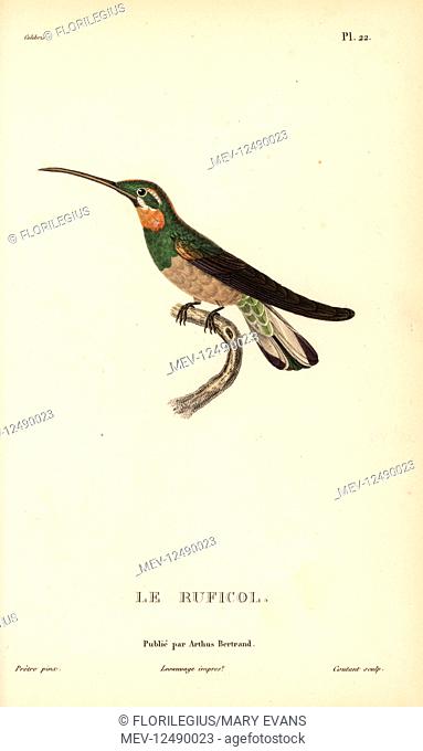 Pale-tailed barbthroat, Threnetes leucurus (Trochilus leucurus). Handcolored steel engraving by Coutant after an illustration by Jean-Gabriel Pretre from Rene...