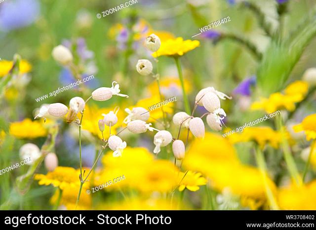 Leimkraut, Silene, in einer Wildblumenwiese für Insekten, Bergisches Land, NRW, Deutschland