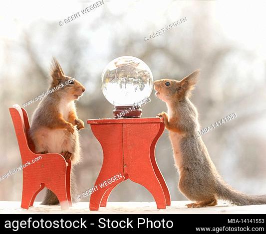 red squirrels are looking in a crystal ball