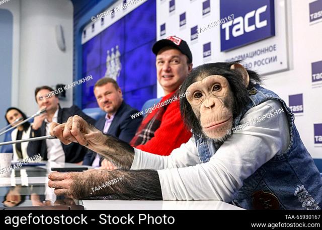 RUSSIA, MOSCOW - 20 de diciembre de 2023: Luna el Chimp se ve en una conferencia de prensa sobre la actuación de la empresa rusa de circo (Rosgostsirk) en 2023...