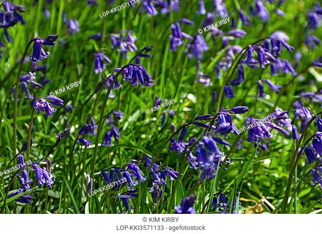 England, North Yorkshire. Wild bluebells hyacinthoides non scripta in spring
