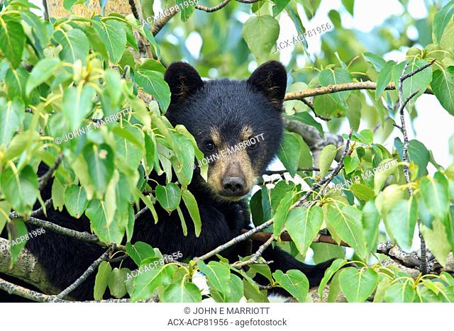 Black bear cub in a poplar tree