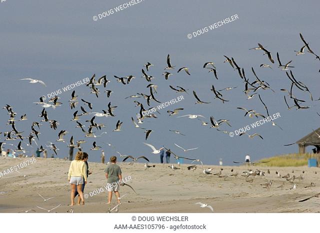 Black Skimmers and Forster's Tern; Rynchops niger, Sterna forsteri; flock over beach; New Jersey, Cape May