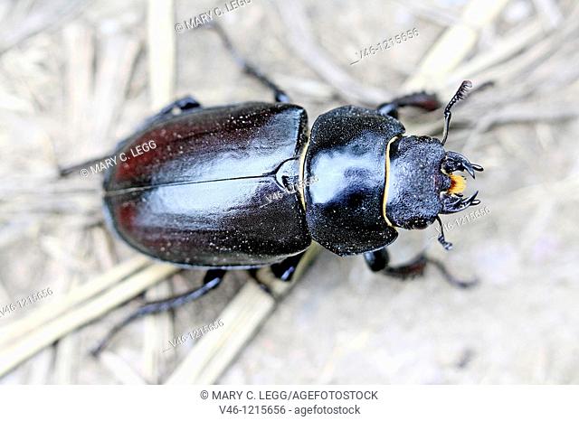 Pentodon bidens, a rhinoceris beetle  Large beetle that can be mistaken for geotrupes, dung beetle, but distinct gold band about neck and waist  Orange mouth...