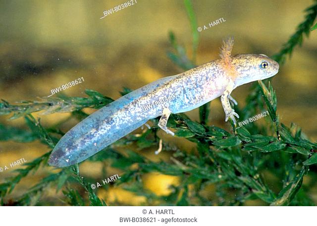 European fire salamander (Salamandra salamandra), tadpole with external gill, Germany, Bavaria