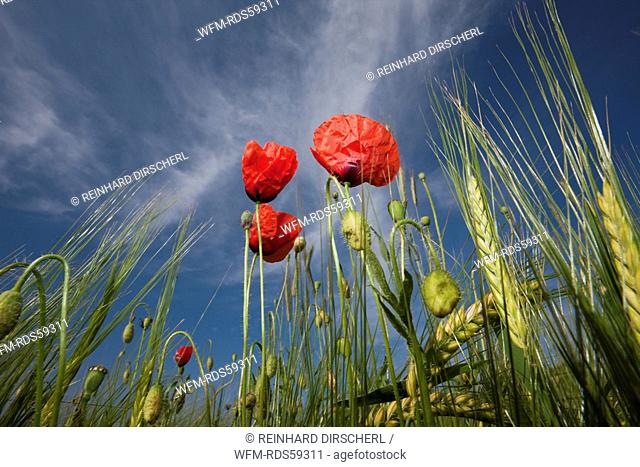 Red Poppy in Corn Field, Papaver rhoeas, Munich, Bavaria, Germany