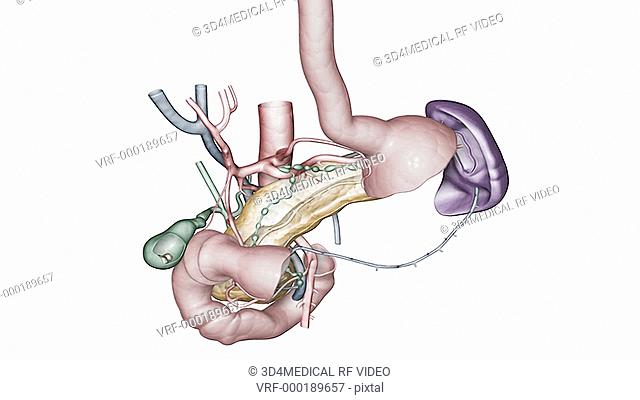 This animation depicts the organs of the biliary system. The sectioned stomach fades down to show the gallbladder, pancreas and spleen