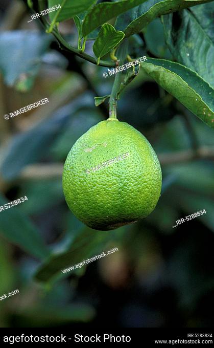 Um, lemon, lemon tree (Citrus limon), Hawaii
