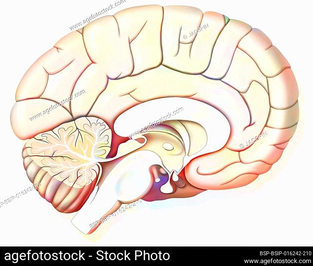 Mid sagittal section of the human brain showing the hypothalamus