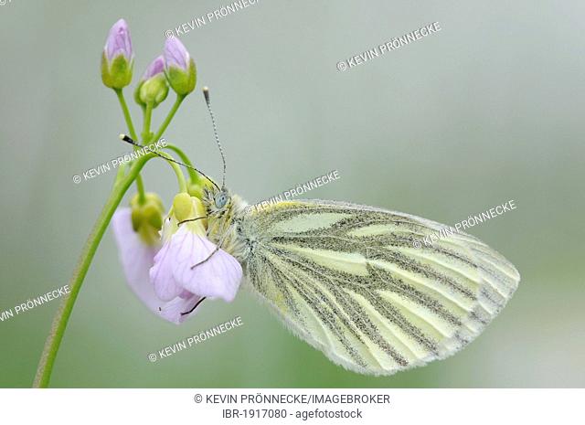 Green-veined white (Pieris napi) on flower of Cuckoo flower or Lady's smock (Cardamine pratensis)