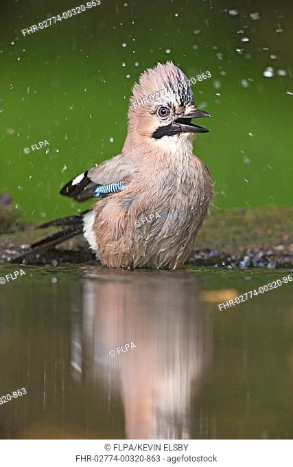 Eurasian Jay (Garrulus glandarius) adult, bathing at pool in woodland, Debrecen, Hungary, April