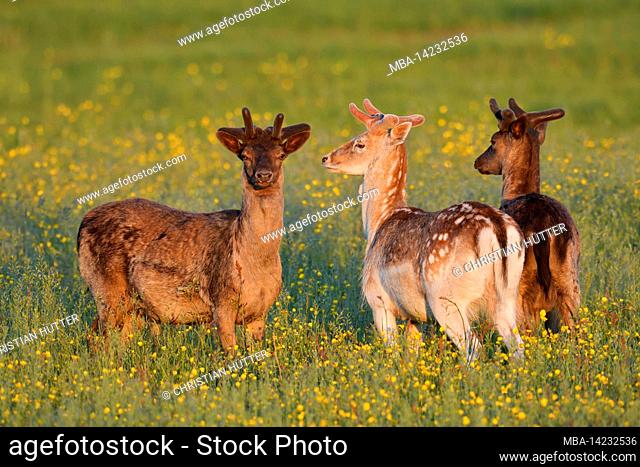 Fallow deer (Dama dama), fallow deer in a flower meadow, Zeeland, Netherlands