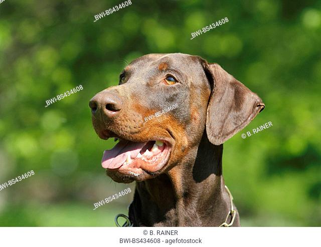 Dobermann (Canis lupus f. familiaris), three years old brown male dog, portrait, Germany