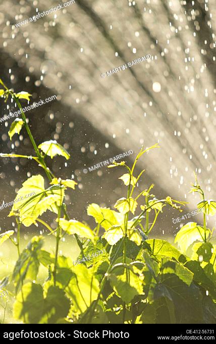 Sprinkler watering lush green plants in sunny summer garden
