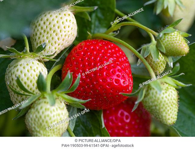 03 May 2019, Brandenburg, Frankfurt (Oder): A ripe red strawberry shines between green fruits in a foil tent of the fruit farmer Herzberg in Pagram
