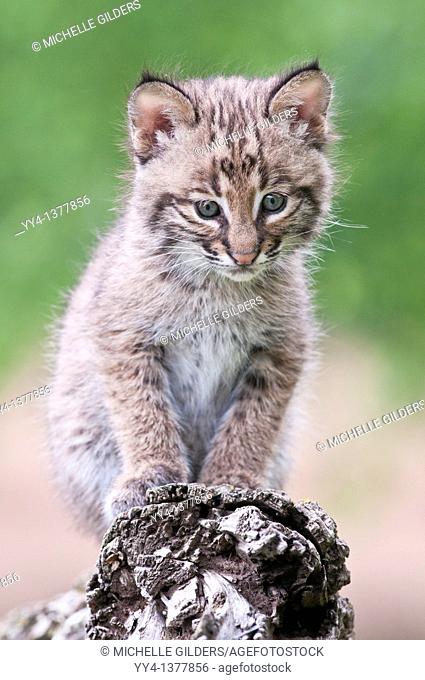 Bobcat kitten, Lynx Felis rufus, 8 weeks old, ranges from southern Canada to northern Mexico