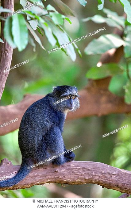 Blue Monkey (Cercopithecus mitis), portrait, Lake Manyara, Tanzania