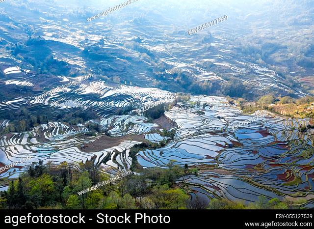 terraced fields landscape in yuanyang county, yunnan province, China