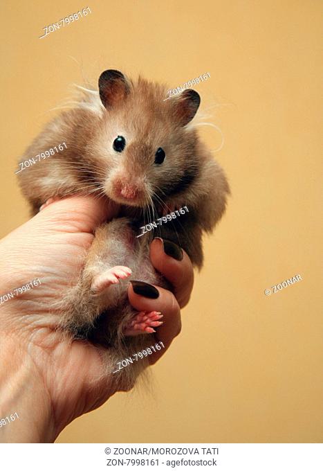 Hamster with the filled cheeks in a female hand
