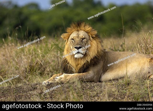 Africa, East Africa, Kenya, Masai Mara National Reserve, National Park, Male Lion (Panthera leo) lying in grass