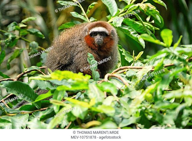 Coppery Titi / Red Titi Monkey (Callicebus cupreus)