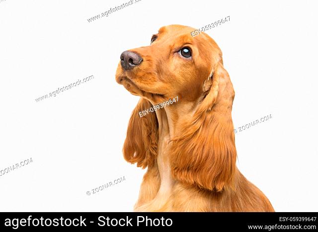 Portrait of beautiful young brown English cocker spaniel dog isolated over white background. Closeup studio shot. Copy space