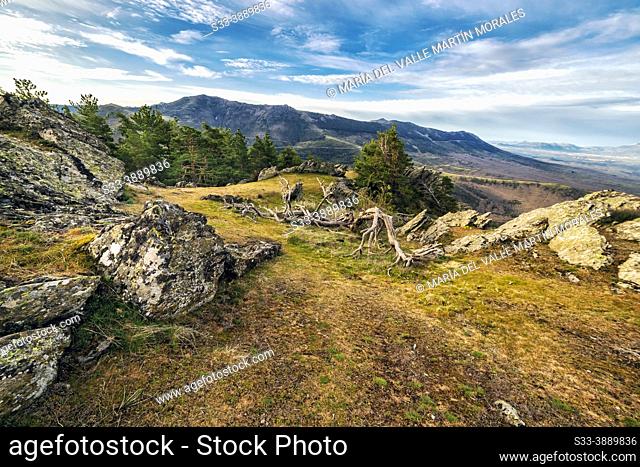 Pines, lichens and granite rocks in Sierra de la Puebla. Madrid. Spain. Europe