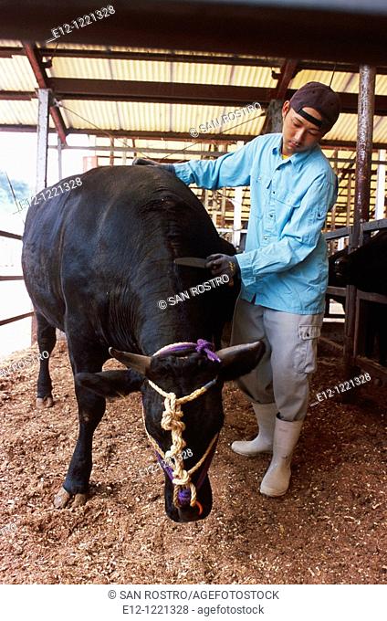 Japan, Kyoto, Kyoto surroundings, 'Kobe beef', bull wagyu brand, Sawahi family, the son Hiroki, petting the best bull
