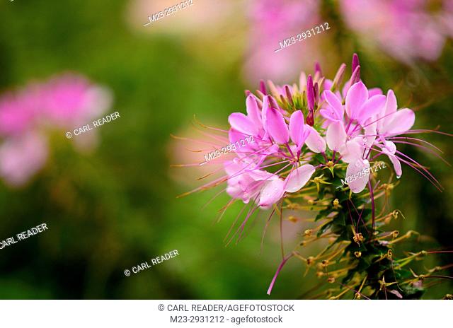 Cleome in soft focus add their spectacular colors to the garden, Pennsylvania, USA