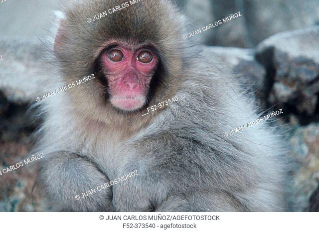 Japanese Macaque (Macaca fuscata). Jigokudani, Honshu. Japan