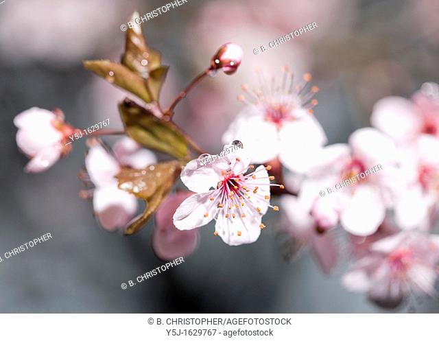 Cherry Plum blossoms Prunus cerasifera 'Krauter Vesuvius'