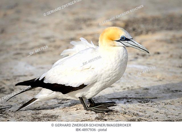 Australasian gannet (Morus serrator), Booby Colony Cape Kidnappers, Hawke Bay, Hastings District, North Island, New Zealand
