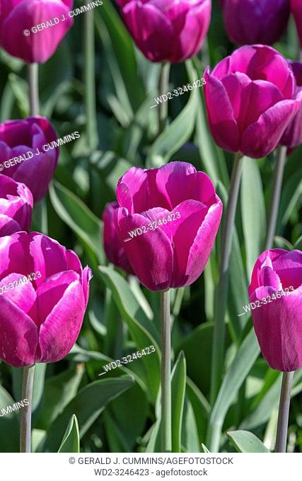 Solid coloured Tulips plants. Spring blooming perennial herbaceous flower. Exist in a multitude of colours, Popular as cut flowers