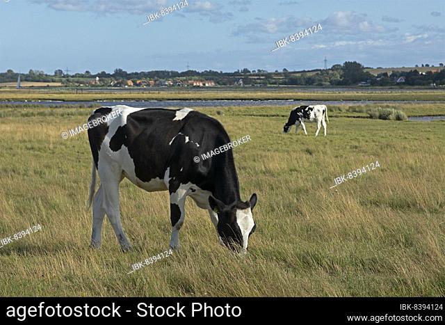 Cows in the pasture, Graswarder peninsula, Heiligenhafen, Schleswig-Holstein, Germany, Europe
