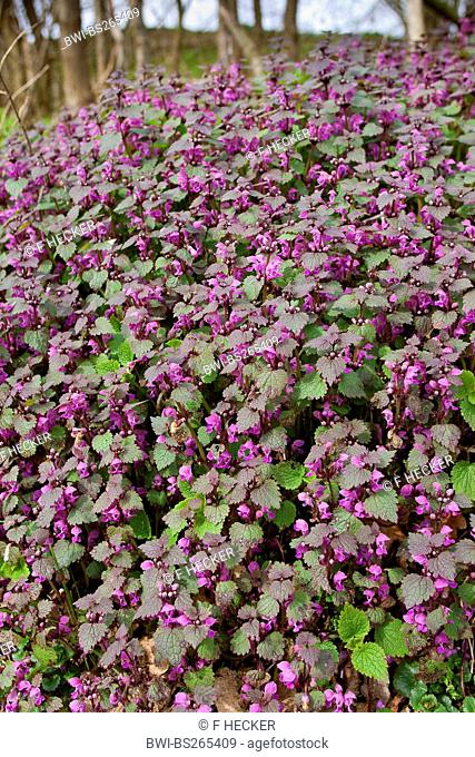 spotted dead-nettle, spotted deadnettle Lamium maculatum, blooming, Germany