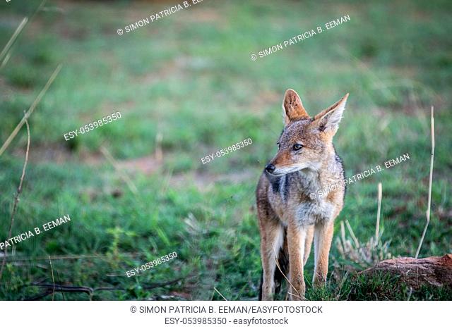 Black-backed jackal standing in the grass in the Welgevonden game reserve, South Africa