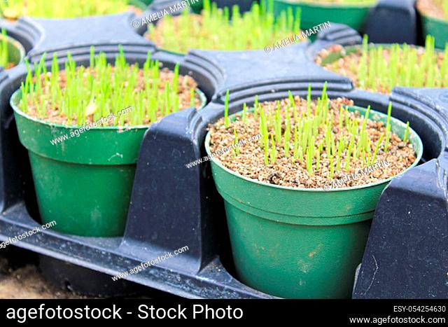 Young catgrass sprouting in green pots in a greenhouse