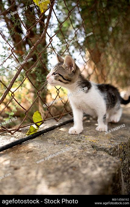 kitten looking through rusty chainlink fence outdoors on mallorca, spain