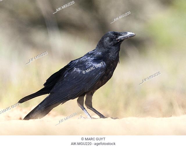 Juvenile Common Raven (Corvus corax) in rural Spain